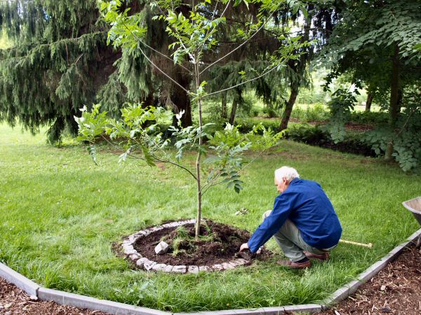 http://robert-koch-park.de/2011/06/juni-kampfer/